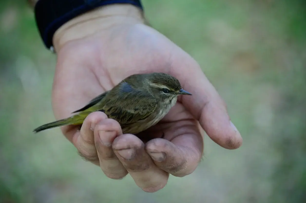 Enjoy Free Access To The Csa Bird Friendly Building Design Standard